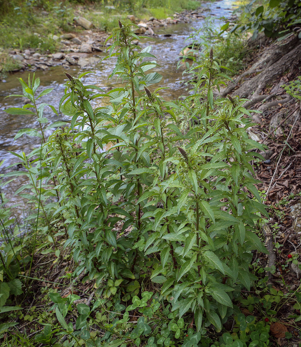 Image of Lysimachia dubia specimen.