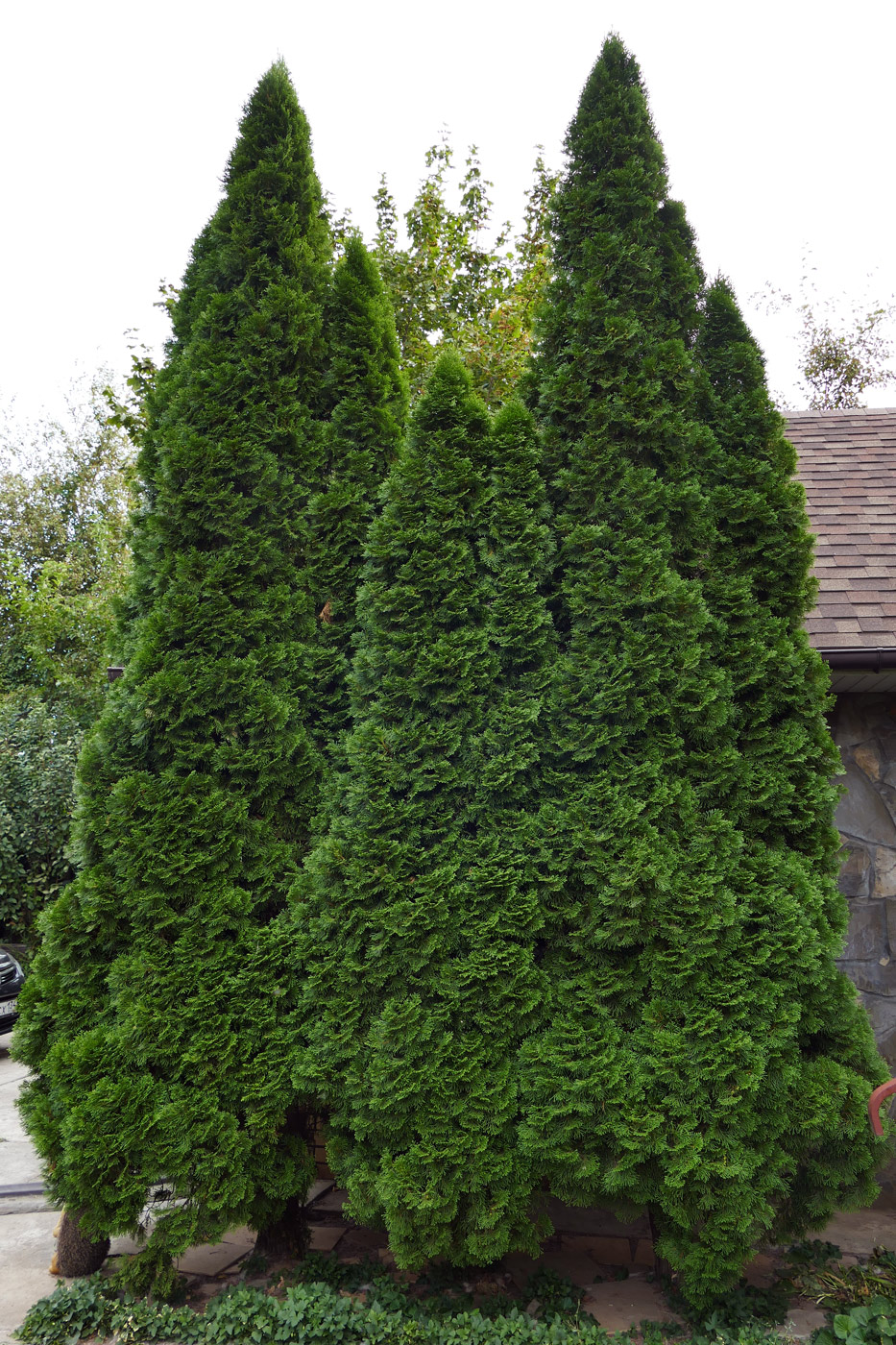 Image of Thuja occidentalis specimen.