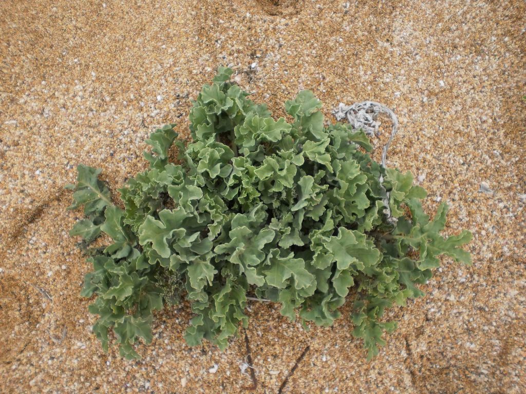 Image of Crambe maritima specimen.