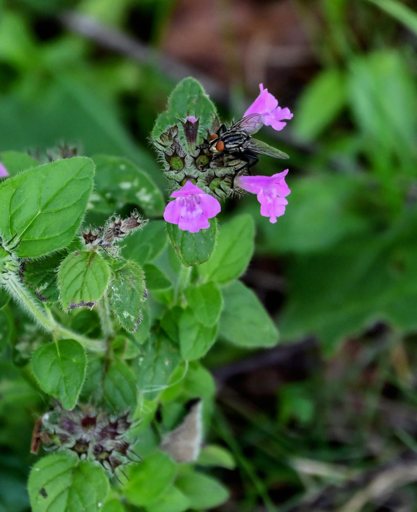 Изображение особи Clinopodium vulgare.