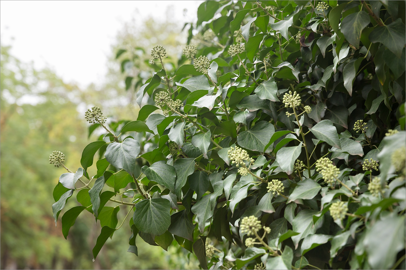 Изображение особи Hedera helix.