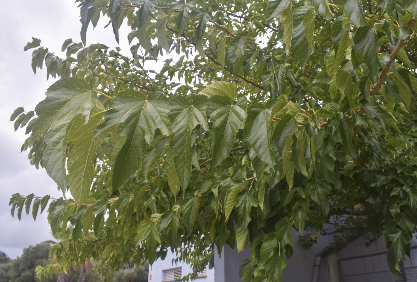 Image of Morus alba specimen.