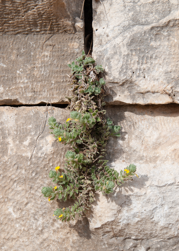 Изображение особи Ajuga bombycina.