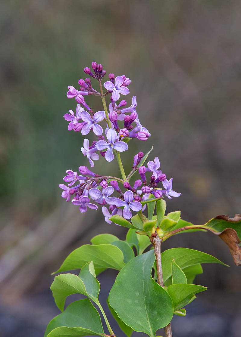 Image of Syringa vulgaris specimen.