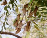 Изображение особи. Автор - Денис Мирин