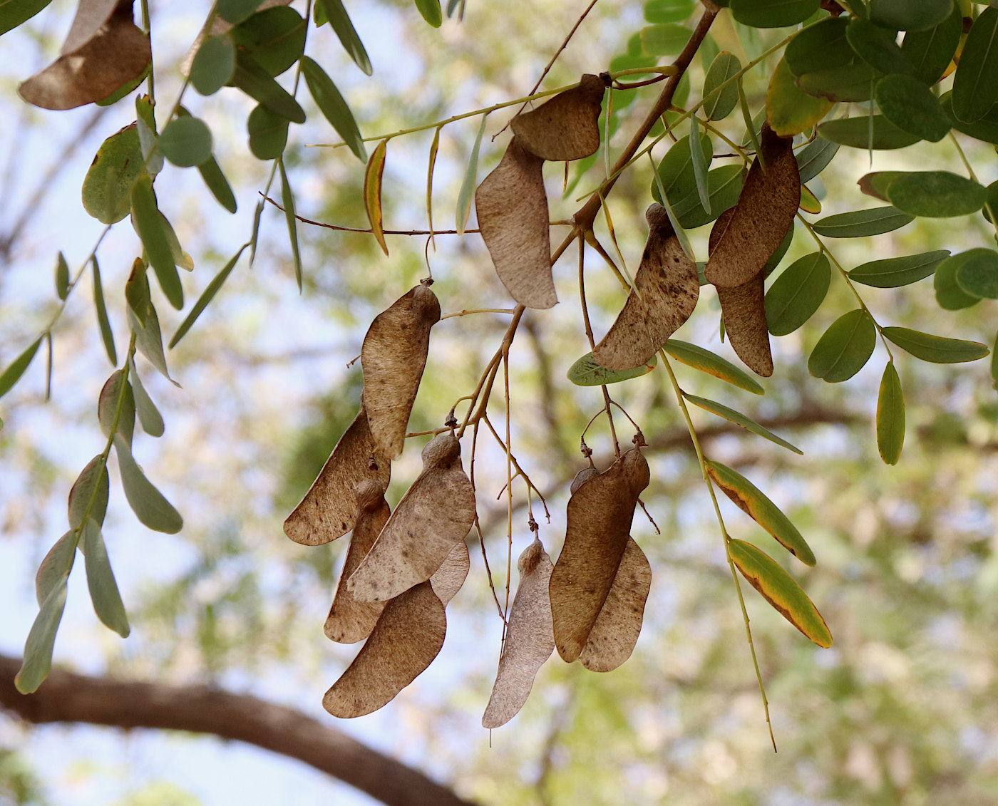 Изображение особи Tipuana tipu.