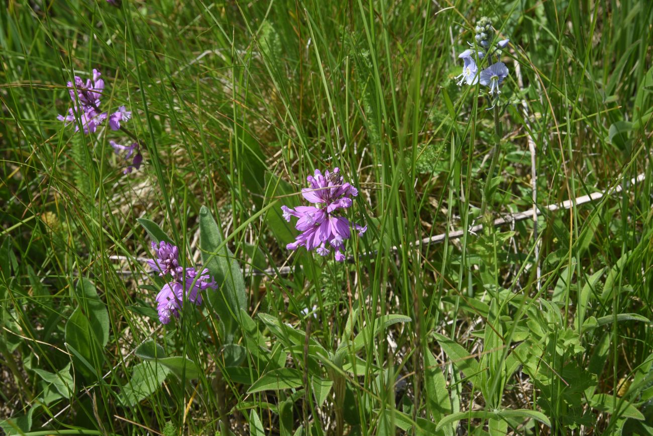 Изображение особи род Polygala.