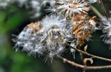 род Sonchus. Распадающееся соплодие. Португалия, о-в Мадейра, национальный парк \"Рибейру-Фриу\", ≈ 1400 м н.у.м., опушка лаврового леса. 20.08.2025.