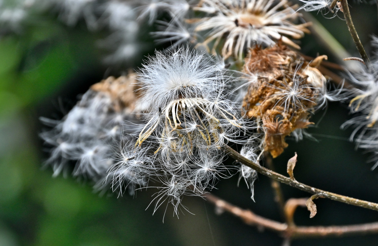 Изображение особи род Sonchus.