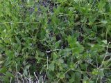 Asperugo procumbens. Плодоносящее растение. Узбекистан, Каракалпакстан, окр. плато Устюрт, берег Аральского моря. 29 апреля 2026 г.