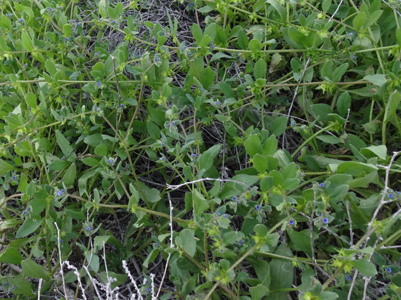 Image of Asperugo procumbens specimen.