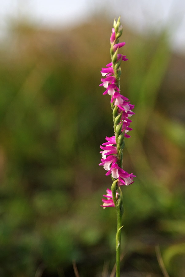 Изображение особи Spiranthes australis.