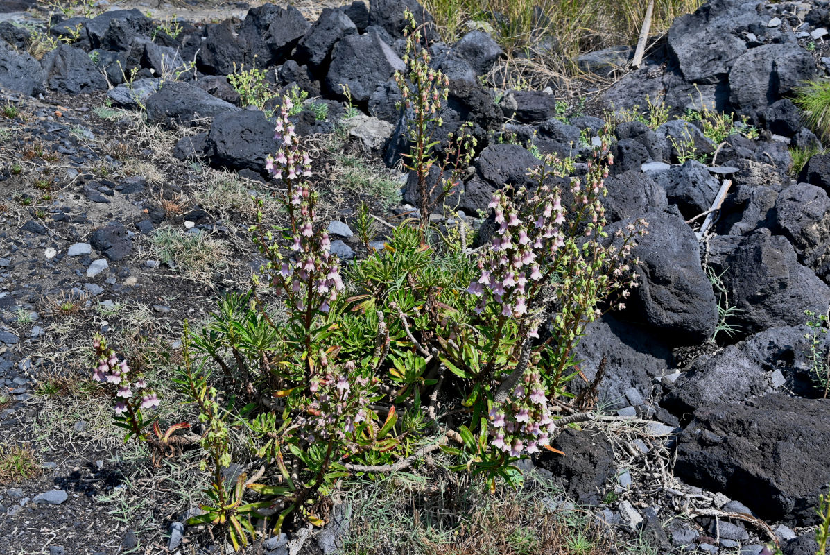 Image of Azorina vidalii specimen.