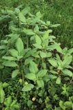 Impatiens glandulifera. Молодые растения. Ленинградская обл., Ломоносовский р-н, пос. Дубки, дачный участок. 06.06.2026.