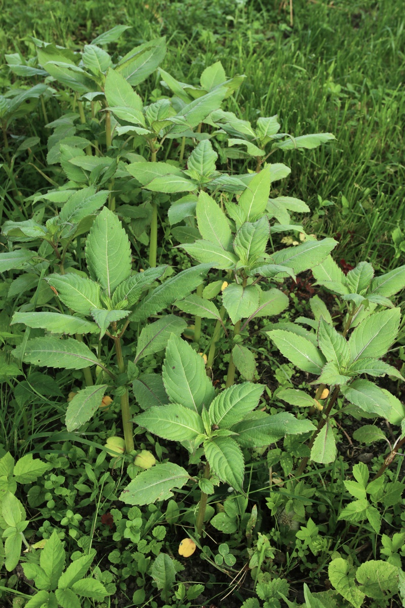 Image of Impatiens glandulifera specimen.