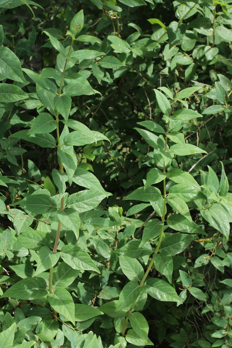 Изображение особи Lonicera tatarica.