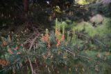 genus Pinus