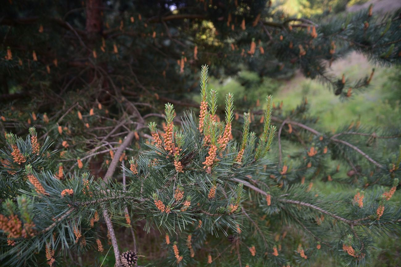 Image of genus Pinus specimen.