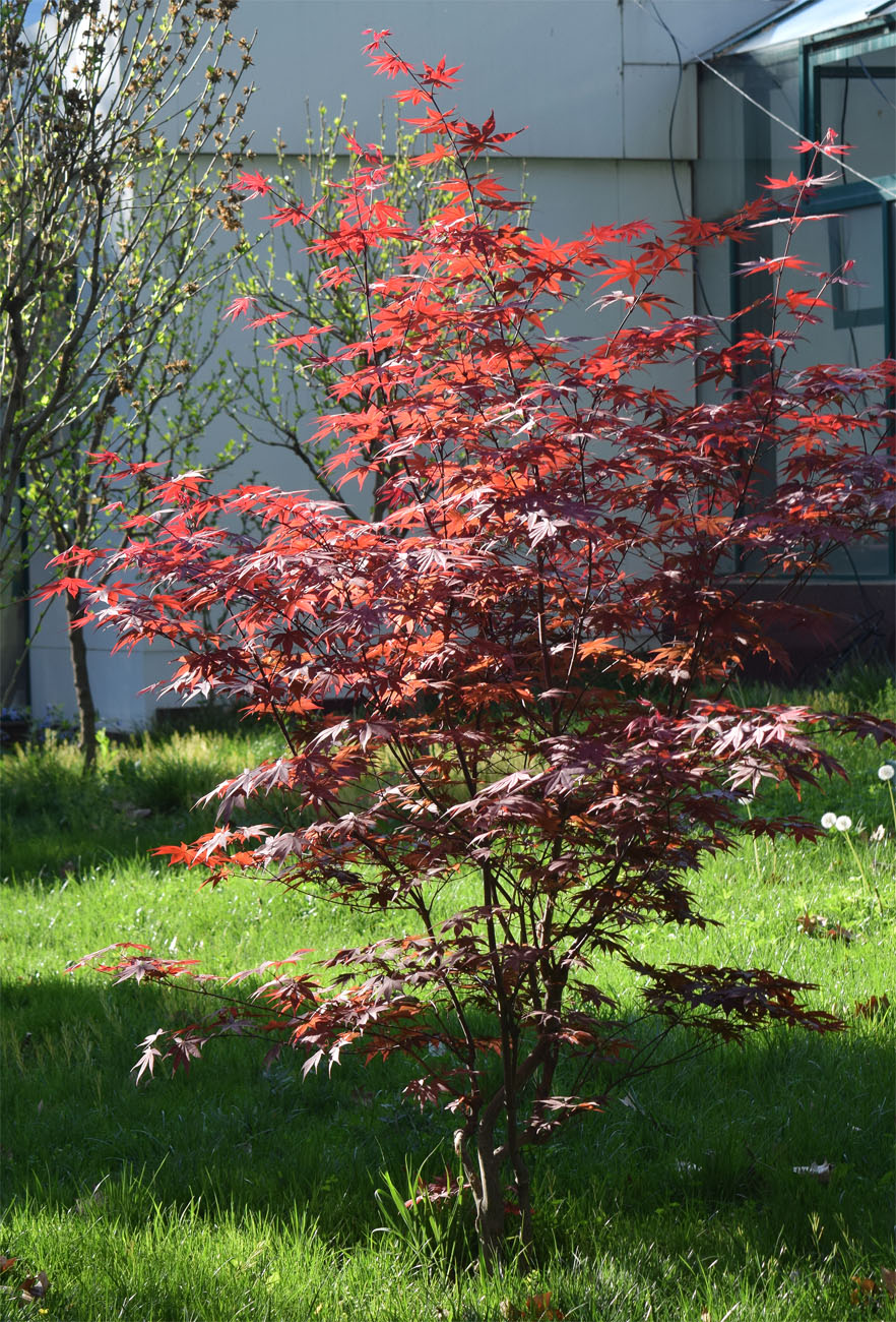 Изображение особи Acer palmatum.