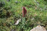 Echium russicum. Цветущее растение. Грузия, край Самцхе-Джавахети, Аспиндзский муниципалитет, южная окр. с. Тмогви, горная степь. 10 июня 2026 г.