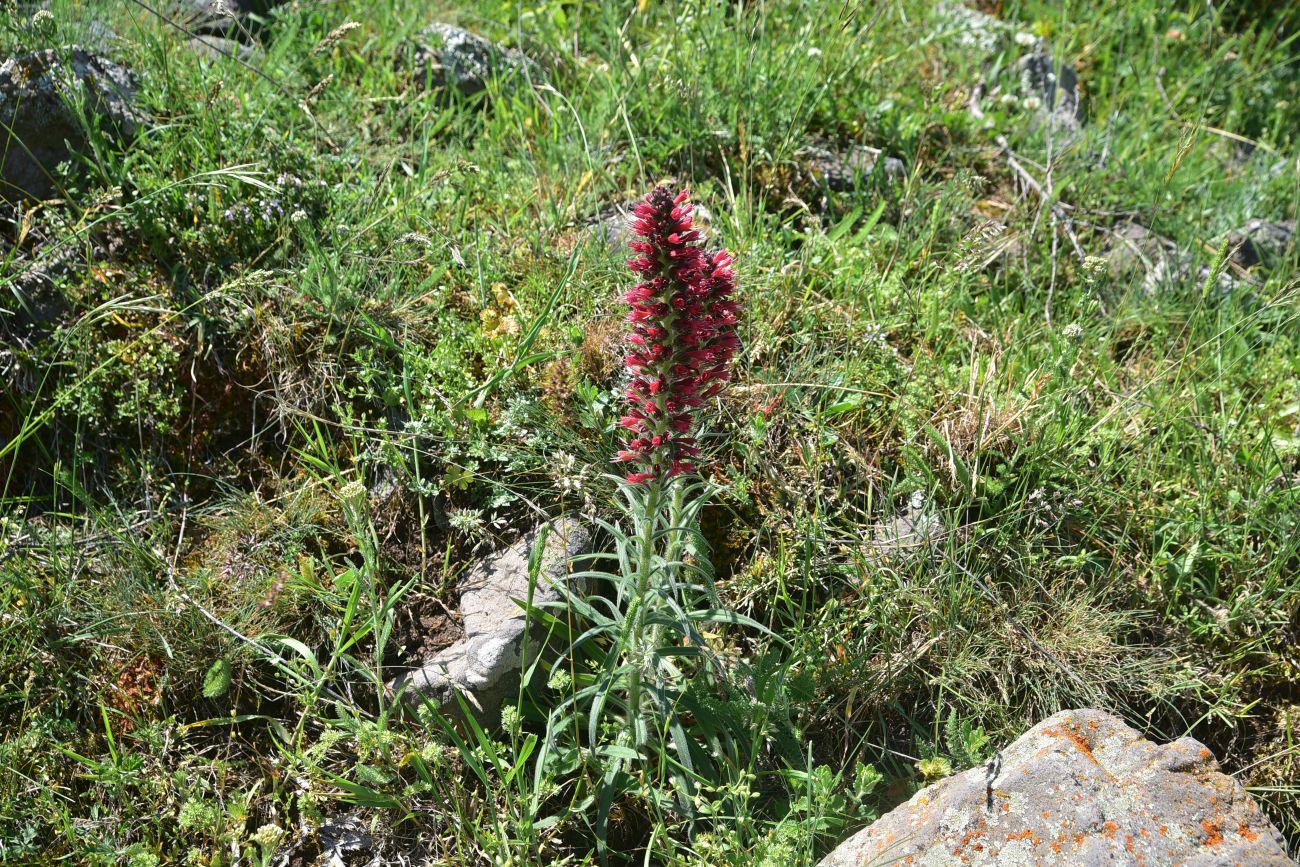 Изображение особи Echium russicum.