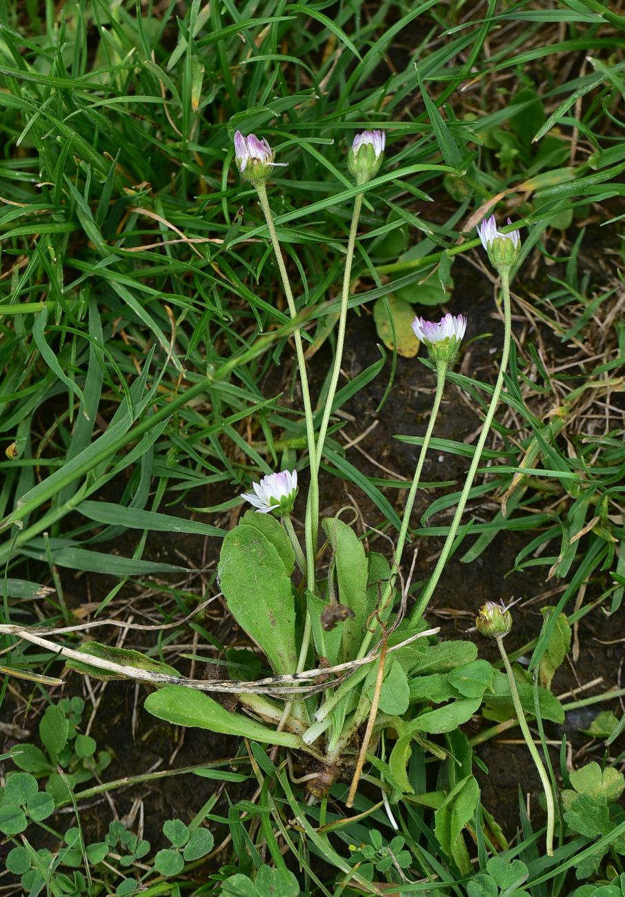 Изображение особи Bellis perennis.