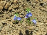 Veronica grisebachii