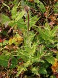 Cirsium helenioides. Плодоносящее растение. Полярный Урал, верховья р. Правый Ханмейшор, субальпийский луг. 19.08.2026.