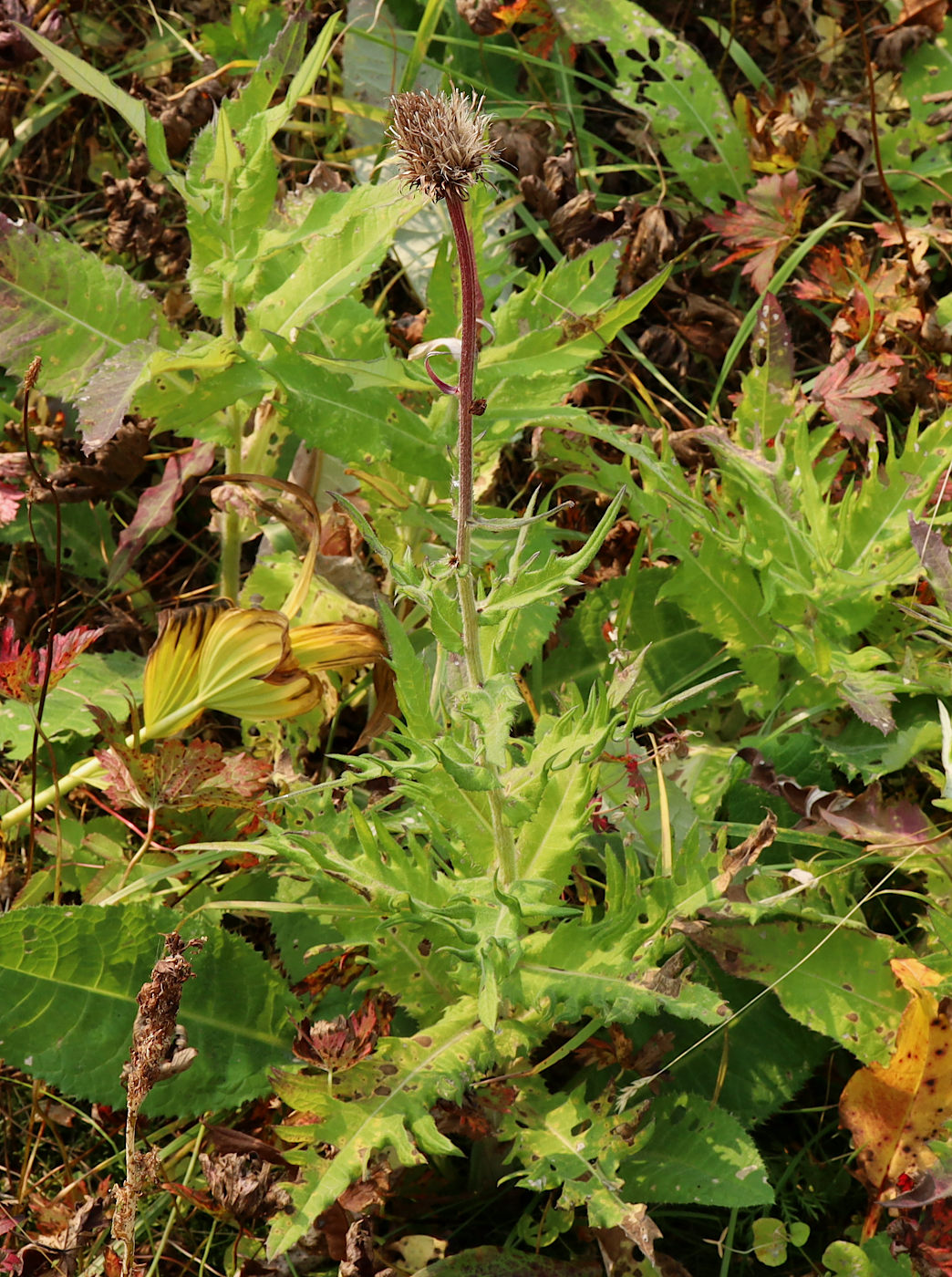 Изображение особи Cirsium helenioides.