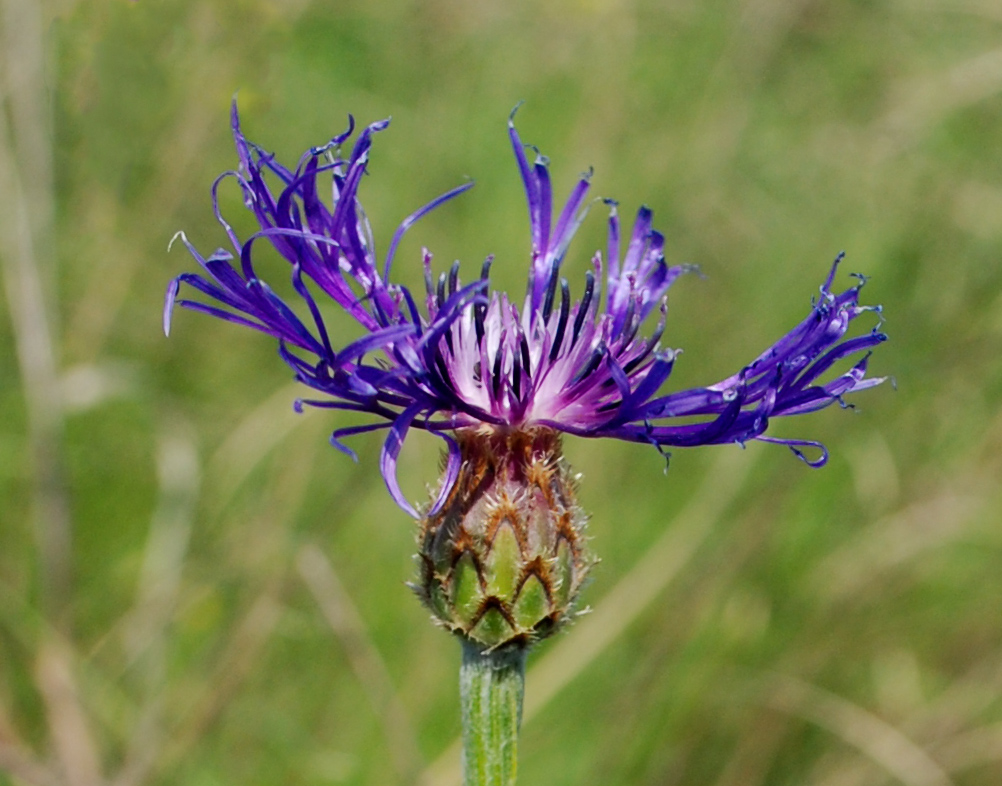 Image of Centaurea tanaitica specimen.