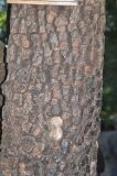 genus Diospyros. Часть ствола. Китай, пров. Юньнань, г. Лицзян, гора над прудом Чёрного Дракона, поросшая лиственным лесом. 2 ноября 2016 г.