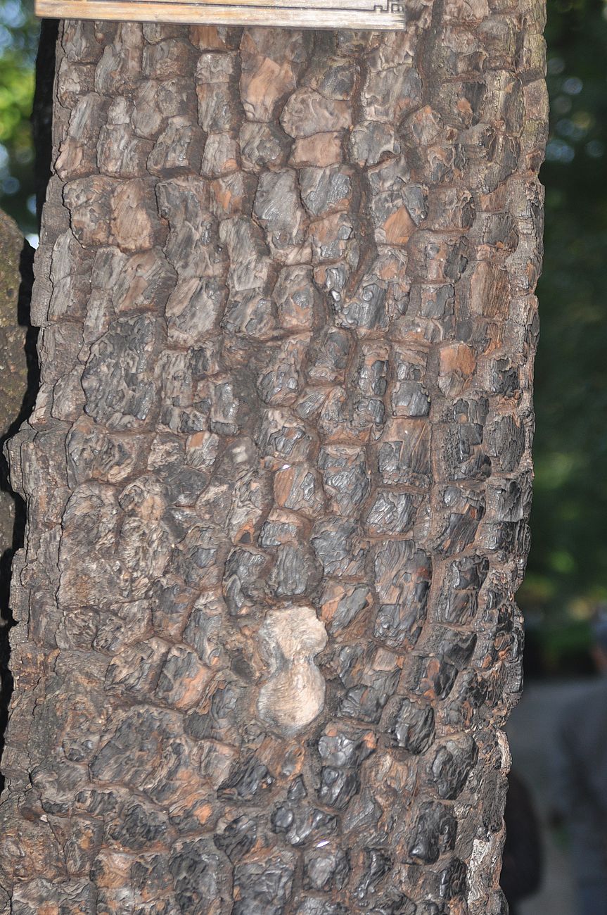 Image of genus Diospyros specimen.