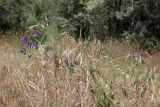 genus Vicia. Верхушка цветущего и плодоносящего растения. Таджикистан, Горно-Бадахшанская автономная обл., Шугнанский р-н, окр. кишлака Нимос, дол. р. Гунт, ≈ 2810 м н.у.м., поляна среди зарослей кустарников. 15 июля 2026 г.