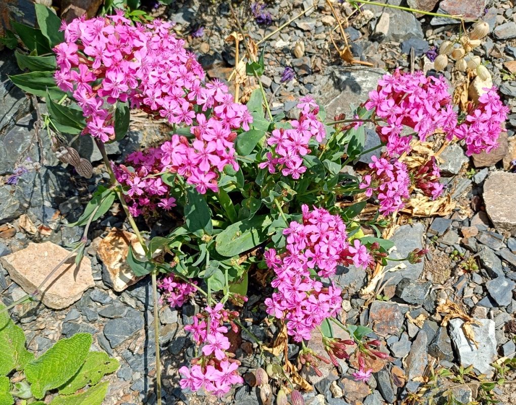 Изображение особи Silene compacta.