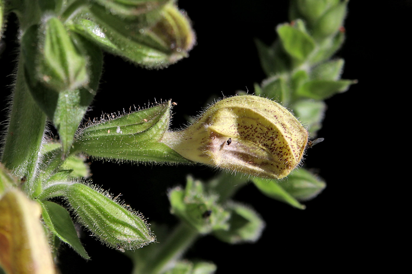 Image of Salvia glutinosa specimen.