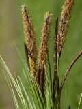 genus Carex