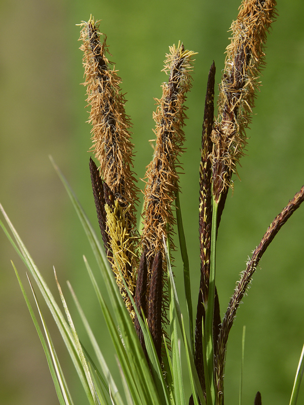 Изображение особи род Carex.