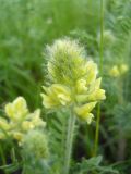 Oxytropis pilosa. Соцветие. Новосибирская обл., Искитимский р-н, пгт Линёво, разнотравный луг. 6 июня 2011 г.