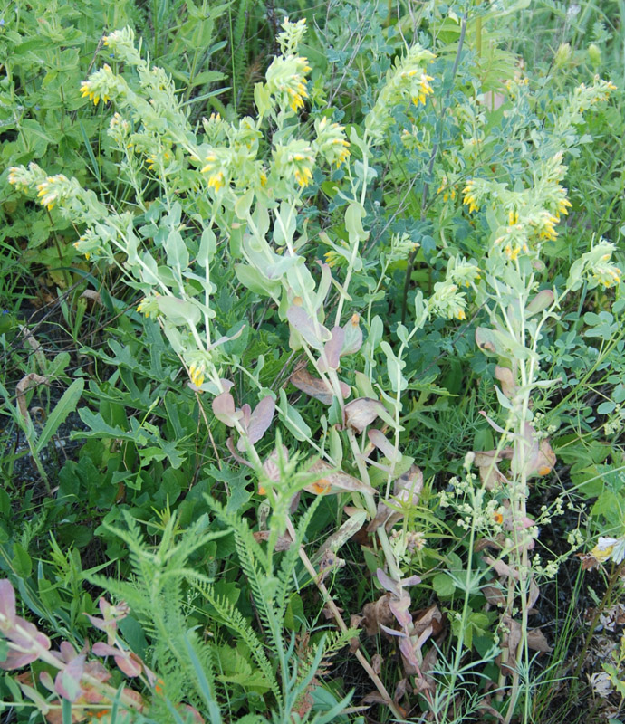 Image of Cerinthe minor specimen.