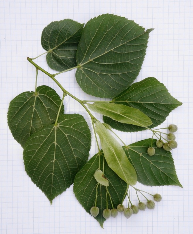 Image of Tilia cordifolia specimen.