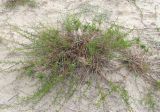 Artemisia arenaria. Растение на песчаном пляже. Крым, Сакский р-н, побережье между Поповкой и Штормовым. 18 июля 2011 г.