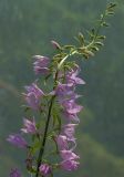 Campanula rapunculoides