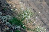 Dianthus volgicus