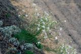 Dianthus volgicus