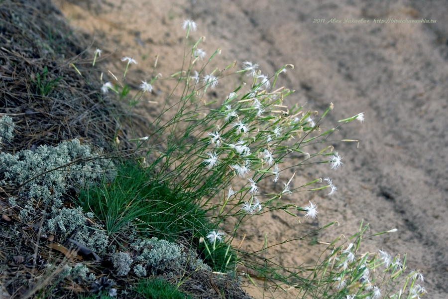 Изображение особи Dianthus volgicus.