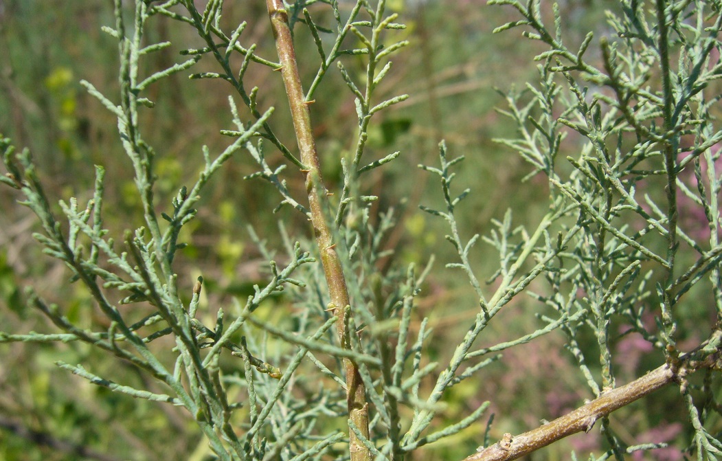 Image of genus Tamarix specimen.