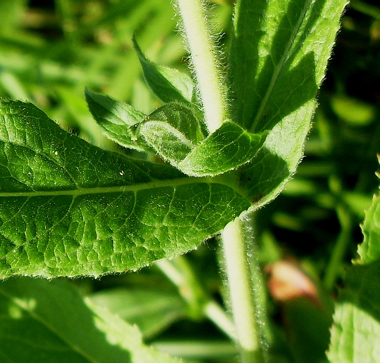 Image of Epilobium hirsutum specimen.