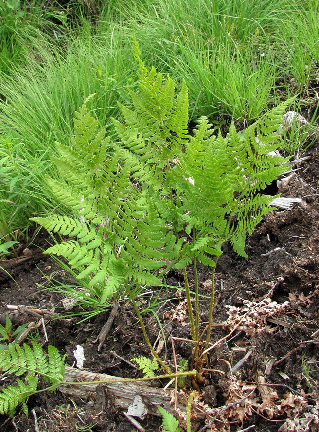 Изображение особи род Dryopteris.