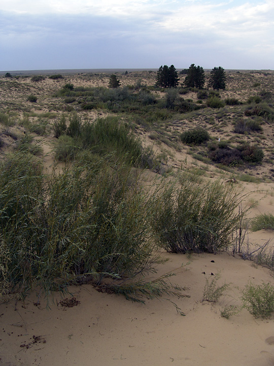 Image of Salix caspica specimen.