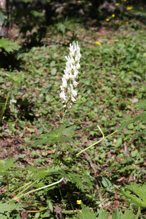 Image of Aconitum orientale specimen.